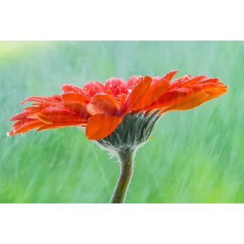 Natural Gebera Flower